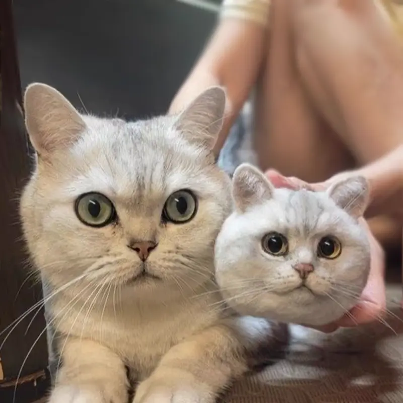 Custom Pet's Head Pet Clone Wool Felt Stuffed Animal Service