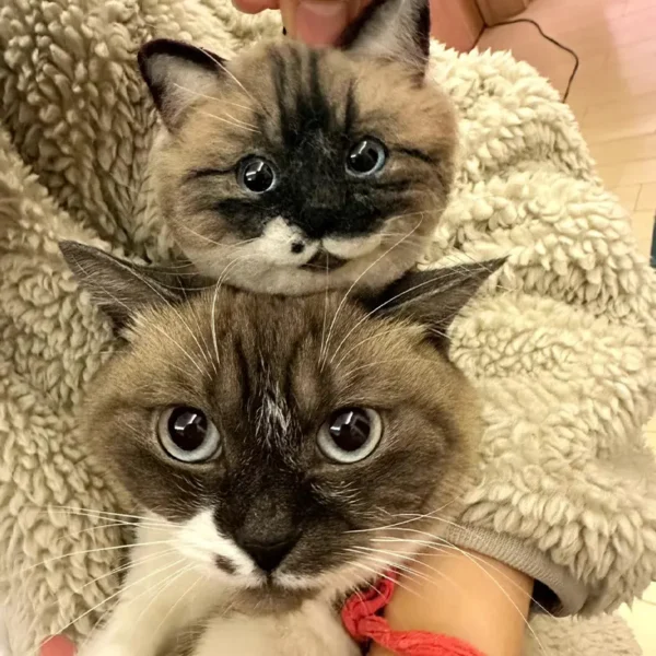 Custom Pet's Head Pet Clone Wool Felt Stuffed Animal Service