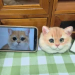 Custom Pet's Head Pet Clone Wool Felt Stuffed Animal Service