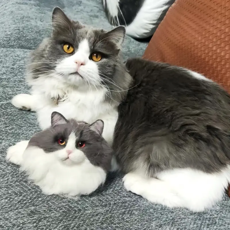 Custom Pet's Head Pet Clone Wool Felt Stuffed Animal Service