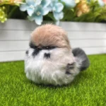 Sparrow