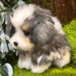 Handmade Mini Bernese Mountain Plush - Bona Dog