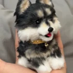 Handmade Mini Pomsky Plush - Coye Dog