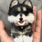 Handmade Mini Pomsky Plush - Coye Dog