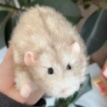 Handmade Round Mouse Plush - Wal Mouse