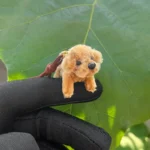 Micro Handmade Poodle Plush